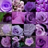 purple_rose_mosaic.jpg