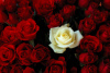 wht_in_red_rose.jpg